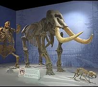 Image result for Ice Age Mammals