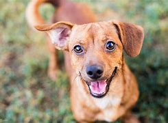 Image result for Pair of Smiling Dogs