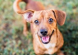 Image result for Smiling Dog without Chair