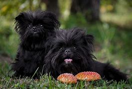 Image result for Small Toy Dog Breeds