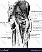 Image result for Buttock Nerves