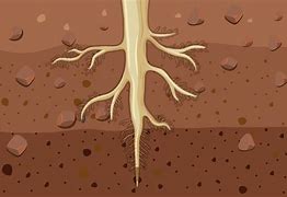 Image result for Cartoon Plant with Roots