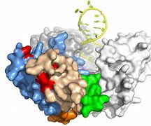 Image result for Protein Motif