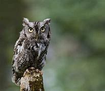 Image result for Screach Owl Bird House