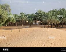 Image result for Saharan Trees