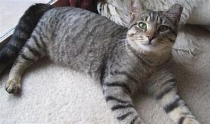 Image result for Black Grey Tabby Cat