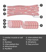 Image result for Cardiac Muscle Model