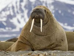 Image result for SeaWorld Walrus