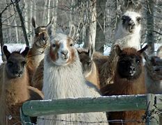 Image result for Llama Herd