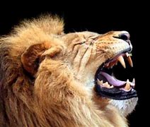 Image result for Loud Lion Roar