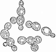 Image result for Yeast Cell Drawing