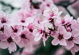 Image result for What IA Cherry Blossom Flower