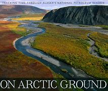 Image result for Arctic Ground Cover Alaska