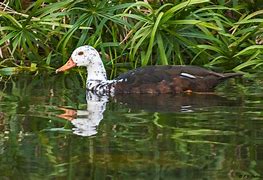 Image result for White-winged Wood Duck