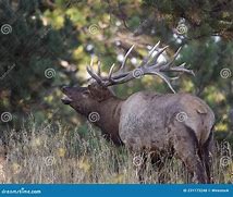 Image result for Non Typical Bull Elk