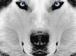 Image result for Cool Husky Backgrounds