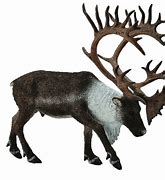 Image result for Reindeer and Caribou