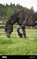 Image result for Black Welsh Cob