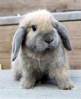 Image result for Cute Baby Bunnies Holland Lop