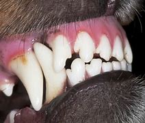 Image result for Dog Fractured Tooth