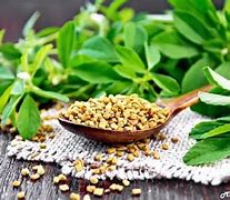 Image result for Herbs for Cholesterol Control