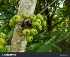 Image result for Buah Ara