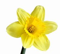 Image result for Daffodil Headwear