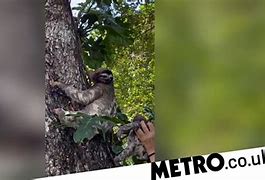 Image result for Baby Sloth Screaming