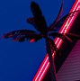 Image result for Neon Tree Dragon