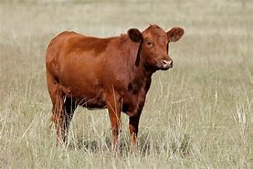 Image result for Red Angus Cattle