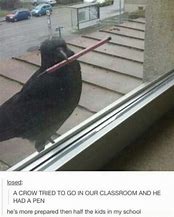 Image result for Crow Meme PFP