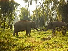 Image result for Habitat Ellie The Elephant