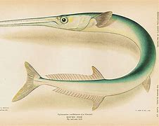 Image result for Fish Like Barracuda