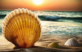 Image result for Picture of Beach Sand and Sea Shells