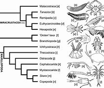 Image result for Arthropoda Phylum Tree