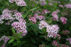 Image result for Spring Flowering Bush with Pink Flowers