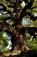 Image result for Camphor Tree Bonsai