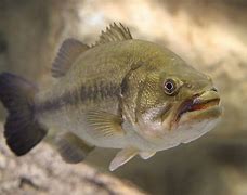 Image result for Canada Fish Species