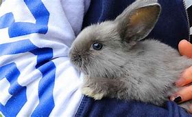 Image result for Siamese Satin Rabbit