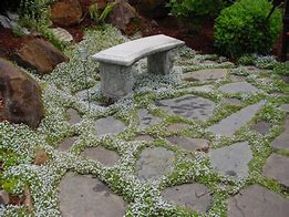 Image result for Blue Star Creeper Ground Cover in Pot