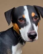 Image result for Bluetick Rat Terrier