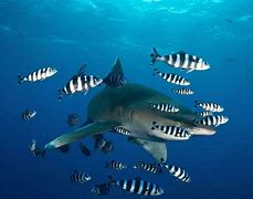 Image result for Lemon Shark and Pilot Fish