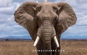 Image result for African Elephants in Wata