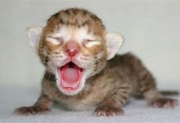 Image result for Crying Kitten