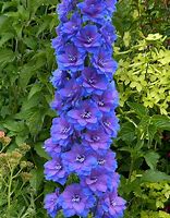 Image result for Delphinium Garden