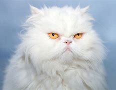 Image result for Grumpy White Persian Cat