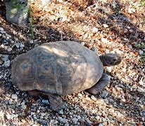 Image result for Arizona Desert Tortoise