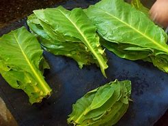 Image result for Harvesting Tobacco Plant