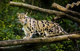 Image result for Melanistic Clouded Leopard