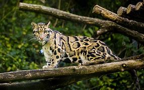 Image result for Borneo Clouded Leopard